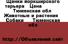 Щенки йоркширского терьера › Цена ­ 15 000 - Тюменская обл. Животные и растения » Собаки   . Тюменская обл.